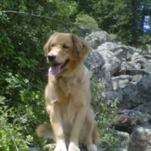Nola on a rock golden retriever on rock