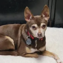 Snickers Small brown dog