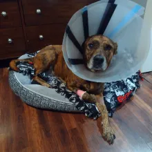 Sasha Plot hound in cone