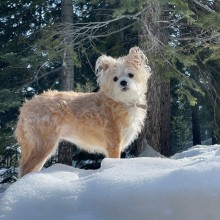 Dog on snow bank