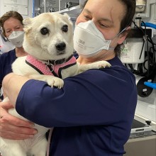 White dogs in arms of a vet tech