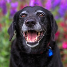 Smiling black dog