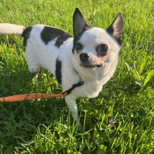 Small black and white dog in the grass