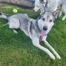 Grey and white Husky lying down