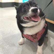 Black and white dog looking up