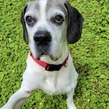 Black and white dog with red collar