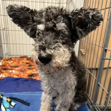 Small dog in a kennel