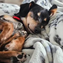 Black and brown dog sleeping