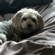 Hershey dog laying down