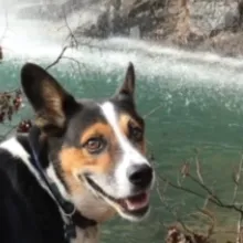 brown and white dog