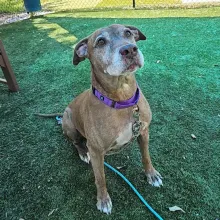 grey dog with purple collar