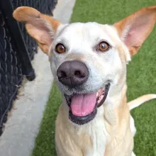 white dog smiling