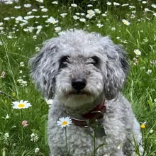 grey dog in flowers