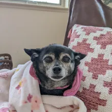 dog wrapped in blanket