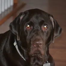 Odin on wood floor dark brown dog on wood floor
