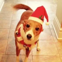 Apple in Santa hat dog with Santa hat
