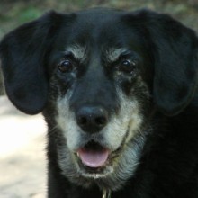 Angel, a 12-year-old Lab mix