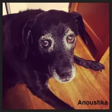 Anoushka