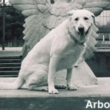 Arbor