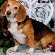 Brandie