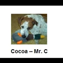 Cocoa