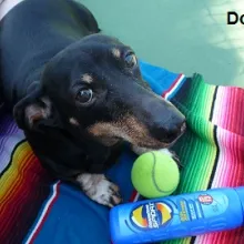 Doris