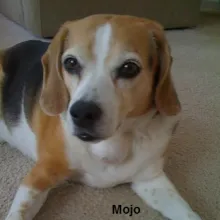 Mojo