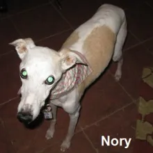 Nory