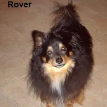 Rover