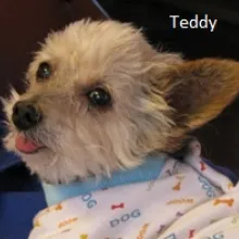 Teddy