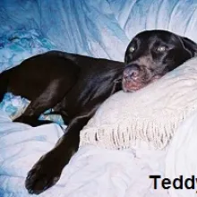 Teddy