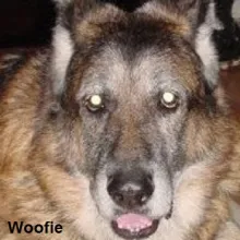 Woofie