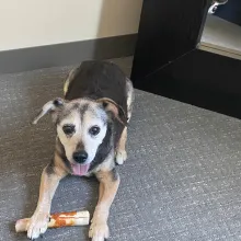 dark brown dog with grey face