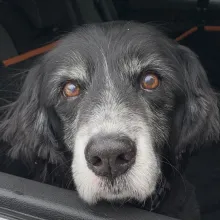 black and grey spaniel