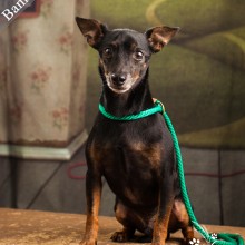 miniature pinscher sitting in front of a green background