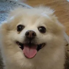 Small dog sitting on a patterned rug with her mouth open and tongue out.