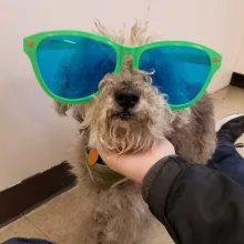 Frankie Small gray dog with green sunglasses on