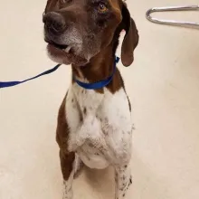 Brown and white short haired pointer sitting on a tile floor.