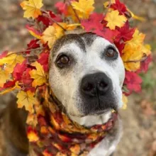 grey muzzled dog with crown made of leaves