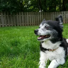 Small black and white dog laying the grass of a fenced area.