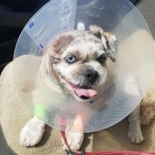 small dog wearing cone
