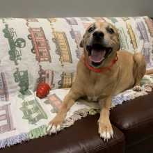 smiling beige dog on couch