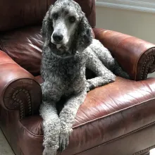 Carolina Poodle Resuce