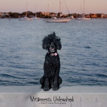 Black standard poodle sitting on a low wall in front of water with ships in background.