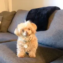 white dog near a blue blanket