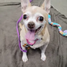 chihuahua Ginger smiling smiling tan and white chihuahua