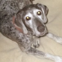 Medium sized grey & white dog laying on pillow.