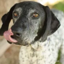 Dog w black head and white body with black spots standing on grass