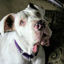 Large white dog looking up at camera