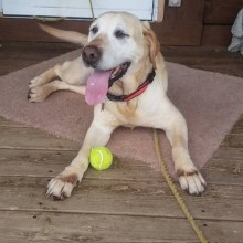 Yellow lab laying on deck with mouth open, panting. Tennis ball is between the front paws.